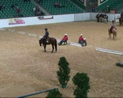 Pferd Smokin Nelly Olena (Quarter Horse, 2003, von Lena Cielo)