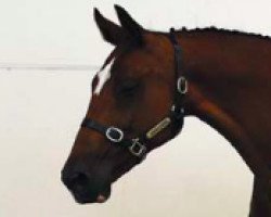 Zuchtstute Windine (KWPN (Niederländisches Warmblut), 2003, von Heartbreaker)