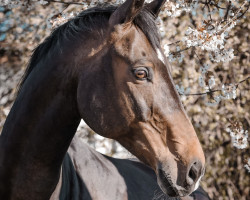 Springpferd Luggi Look (Bayer, 2008, von Lallier U)