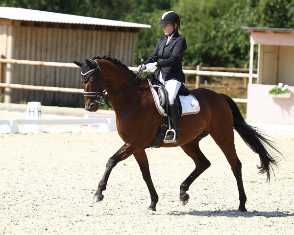 dressage horse Dianne (Hanoverian, 2006, from Don Frederico)