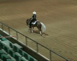 Pferd Spring Spot (Quarter Horse, 2005, von Mister Dual Spring)