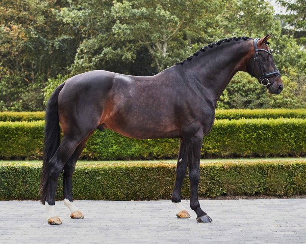 stallion Franklin (KWPN (Royal Dutch Sporthorse), 2010, from Ampère)