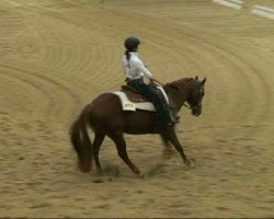 stallion Peppy B Dandy (Quarter Horse, 2000, from Peppy San Especial)