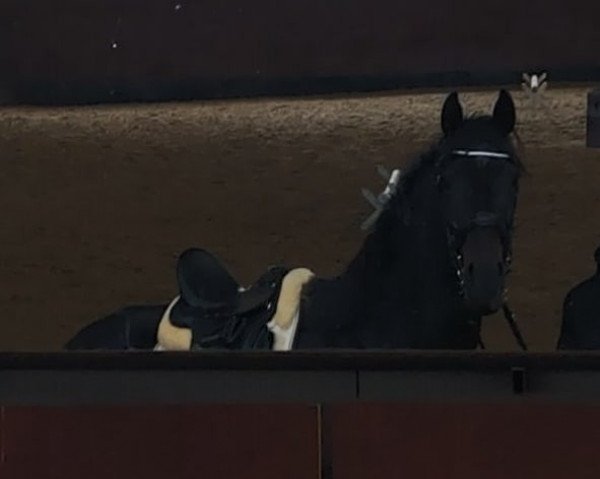 dressage horse Veni Vidi Vici (Austrian Warmblood, 2017, from Totilas)