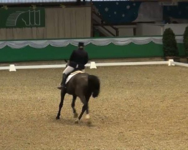 dressage horse Dark Devil 14 (Hanoverian, 2001, from Donatelli I)