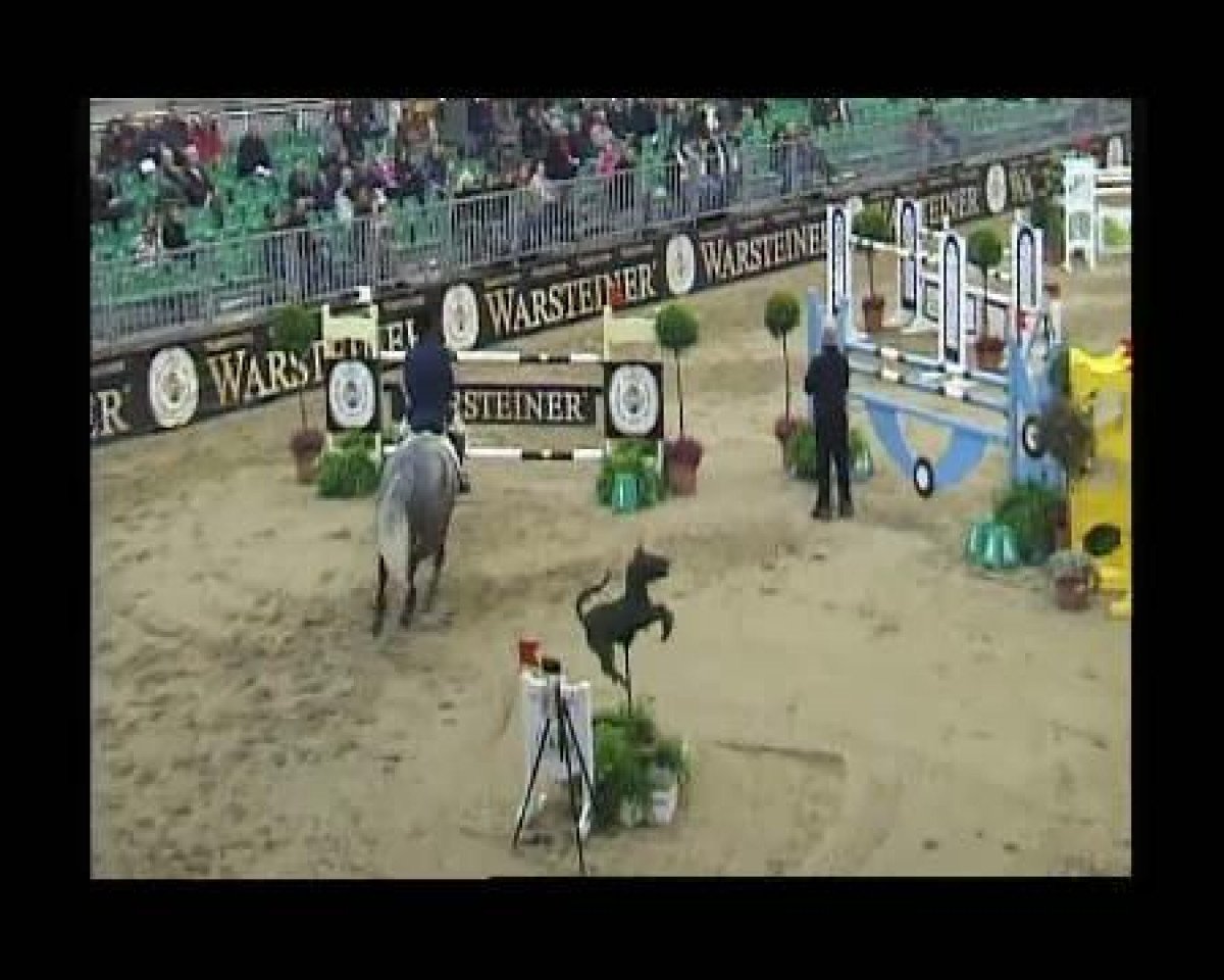 Deckhengst Carl (Nederlands Rijpaarden en Pony, 1993, von Casper)