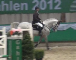 Springpferd Chicago 126 (KWPN (Niederländisches Warmblut), 2006, von Cartano)