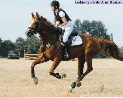 Zuchtstute Championesse (Rheinländer, 2004, von Champion For Pleasure)