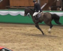 jumper Baltinue (Oldenburg show jumper, 2006, from Balou du Rouet)