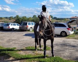 dressage horse Dancer 192 (Hanoverian, 2002, from De Niro)