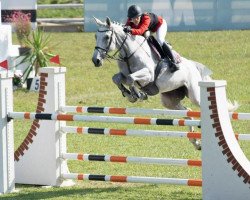 jumper Censes Z (Zangersheide riding horse, 2008, from Chippendale Z)