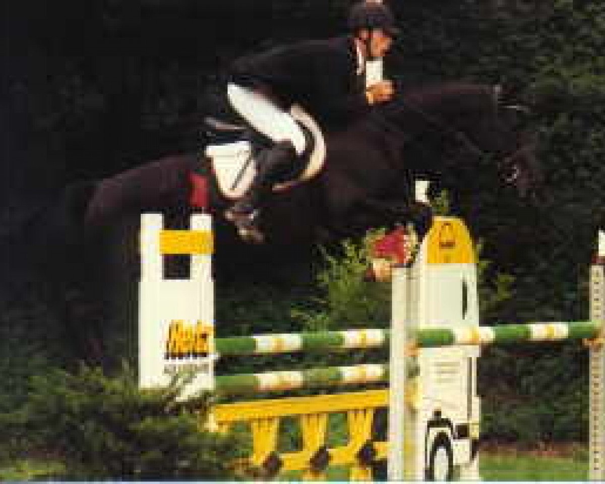 Zuchtstute Amazing (Trakehner, 1995, von Kostolany)