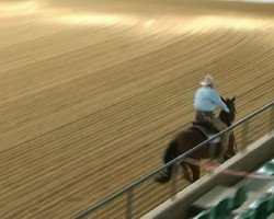 horse Sunny watches Bobby (Quarter Horse, 2006, from Sunny Little Lena)