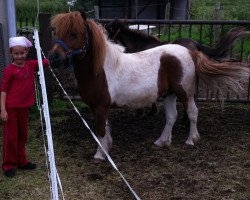 Pferd Micky (Shetland B (über 107-117), 2002)