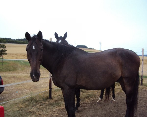 horse Mathy (Hungarian Warmblood, 1998, from Keramit)