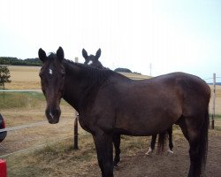 Pferd Mathy (Ungarisches Warmblut, 1998, von Keramit)