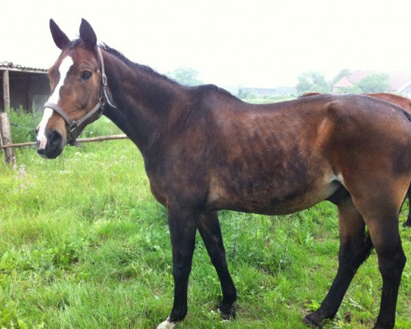 horse Jasper (Belgian Warmblood, 1996, from Gold Sky)