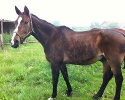 Pferd Jasper (Belgisches Warmblut, 1996, von Gold Sky)