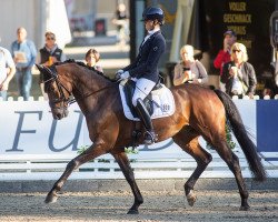 dressage horse Venecio (Hanoverian, 2016, from Veneno)