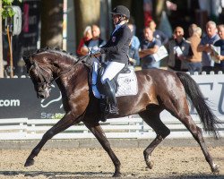 dressage horse Hanks OLD (Oldenburg, 2016, from Henkie)