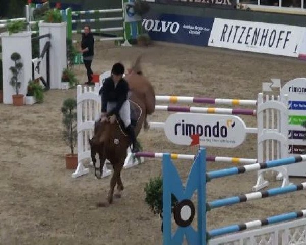 Springpferd Collin 39 (Holsteiner, 2000, von Corleone)