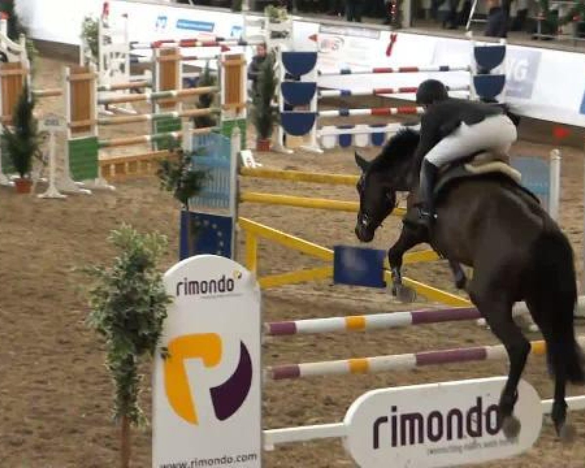 broodmare Quinta 74 (Holsteiner, 2004, from Quintero)
