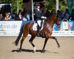 broodmare ZINQ First Vienna FH FRH (Hanoverian, 2016, from Vitalis)