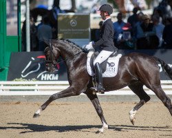 dressage horse Belantino ND (Hanoverian, 2016, from Belantis)