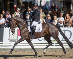 dressage horse So Easy 8 (Hanoverian, 2016, from San Amour I)