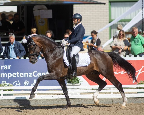 stallion Ellis NRW (Westphalian, 2016, from Escolar)