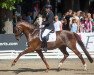 dressage horse Veneziano (Hanoverian, 2016, from Veneno)