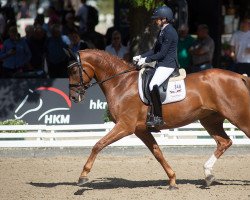 dressage horse Derrydo (Oldenburg, 2016, from De Niro)