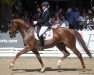 dressage horse Der Maggio (Oldenburg, 2016, from Dimaggio)