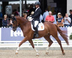 dressage horse Dopo Domani (German Sport Horse, 2016, from Domani 28)