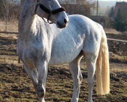 Pferd Wellex (Oldenburger, 1994, von Weltcup)