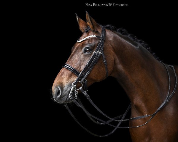 dressage horse Django (Westphalian, 2006, from Donlino)