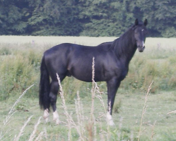 stallion Chaplin L (Westphalian, 2004, from Cornet Obolensky)