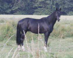 Deckhengst Chaplin L (Westfale, 2004, von Cornet Obolensky)