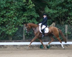 jumper Aragon B (Hanoverian, 2004, from Abanos)