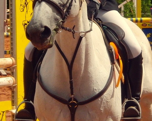 horse Kelly K (Saxony-Anhaltiner, 1995, from Kolibri)