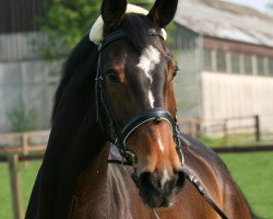 horse Casa Cocoon (Westphalian, 1999, from Cadre Noir 96 FIN)