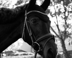 broodmare Anny (German Riding Pony, 1999, from Black Horse 2)