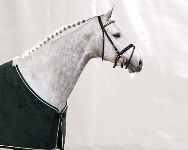 stallion Cristallo I (Westphalian, 2003, from Cornet Obolensky)
