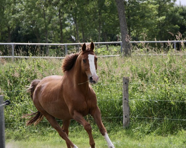 jumper Campel (KWPN (Royal Dutch Sporthorse), 2007, from Ilmeo)
