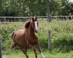 Springpferd Campel (KWPN (Niederländisches Warmblut), 2007, von Ilmeo)