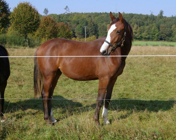 jumper Akita (Württemberger, 2008, from Amadehus)