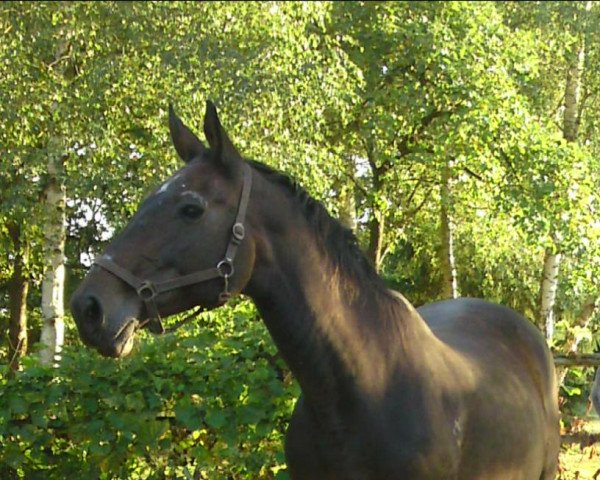 broodmare Gardenia (Zweibrücken, 1989, from Garant)