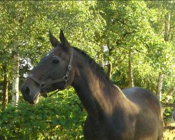 broodmare Gardenia (Zweibrücken, 1989, from Garant)