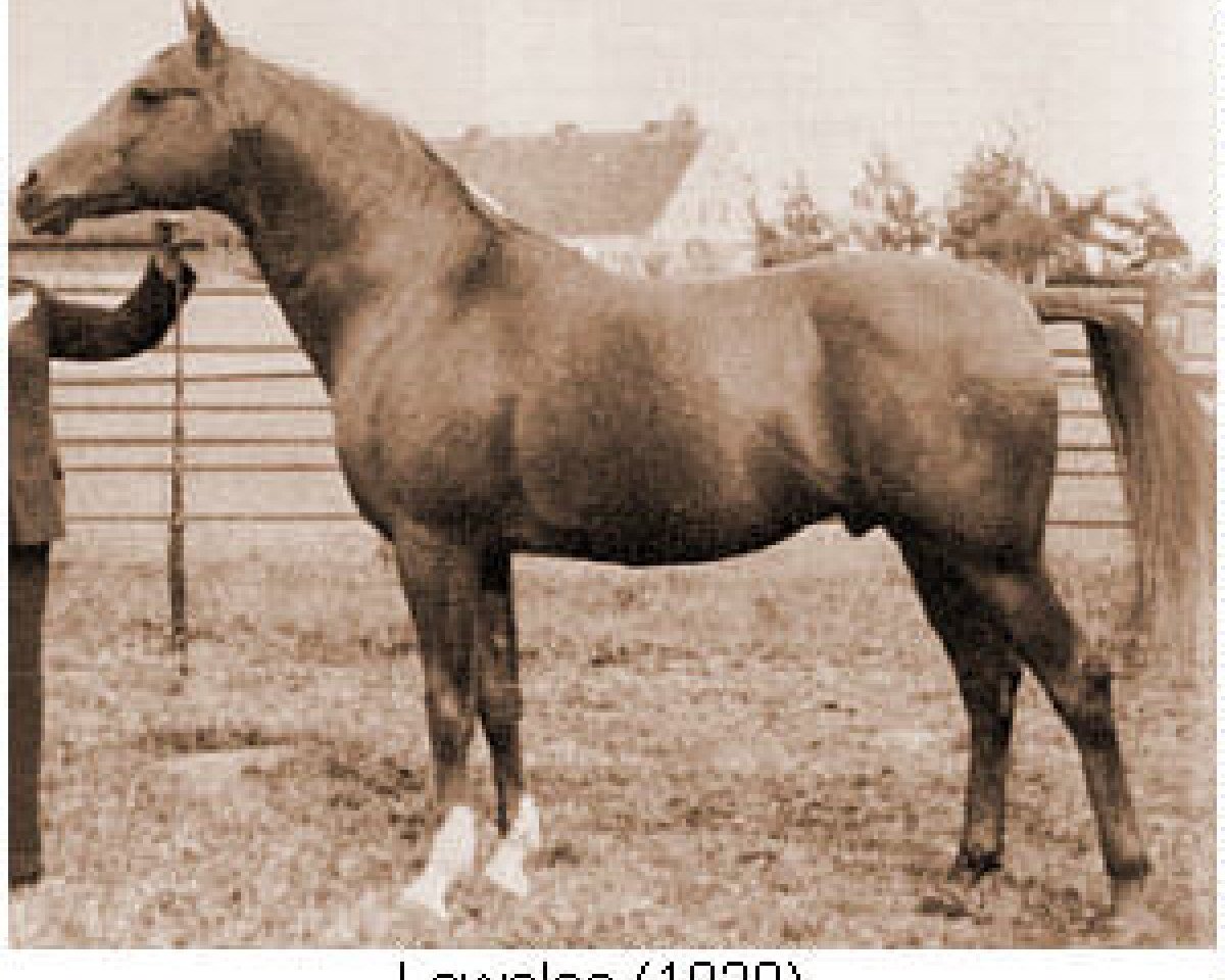 stallion Lowelas ox 4178 (Arabian purebred, 1930, from Koheilan VIII 1922 ox)