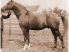 stallion Lowelas 1930 ox (Arabian thoroughbred, 1930, from Koheilan VIII 1922 ox)